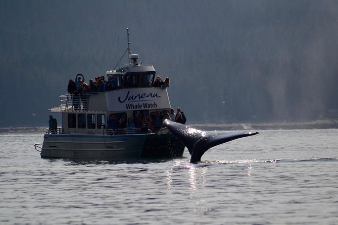 Ultimate Juneau Whale Watch and Mendenhall Glacier View - Starting under the tram cables in downtown Juneau
