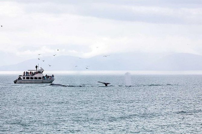 Ultimate Juneau Whale Watch and Mendenhall Glacier View - Choosing between a 24-passenger jet boat and 49-passenger catamaran