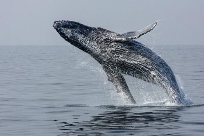 Ultimate Juneau Whale Watch and Mendenhall Glacier View