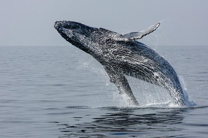 Ultimate Juneau Whale Watch and Mendenhall Glacier View - The 25-minute ride to Auke Bay