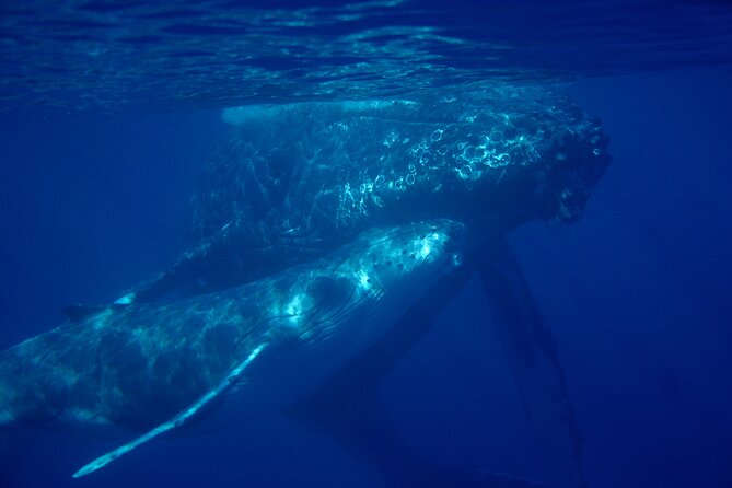 Ultimate Maui Whale Watch Snorkel Tour - Meeting the group at 7:15 am