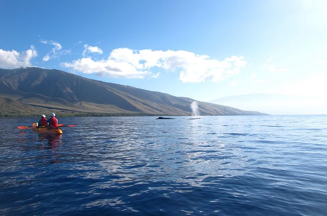 Ultimate Maui Whale Watch Snorkel Tour - Whale watching without false promises