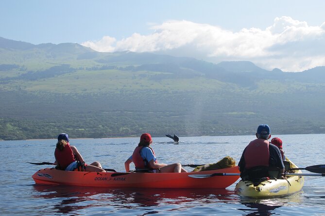 Ultimate Maui Whale Watch Snorkel Tour - Who should book this outing?