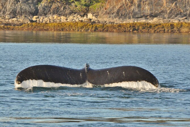 Ultimate Whale Watch and Tracy's Crab Shack Combo - Starting near the Goldbelt Tram