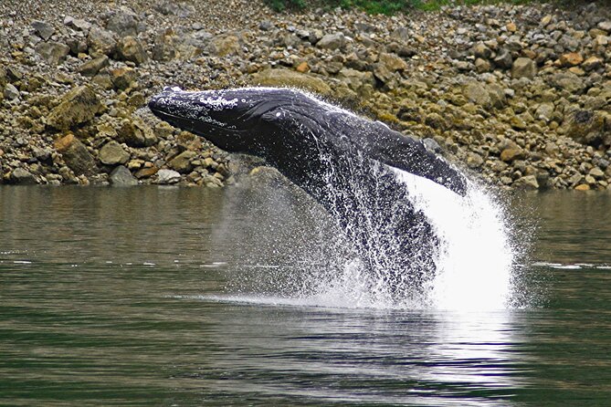 Ultimate Whale Watch and Tracy's Crab Shack Combo - Cancellation and weather details
