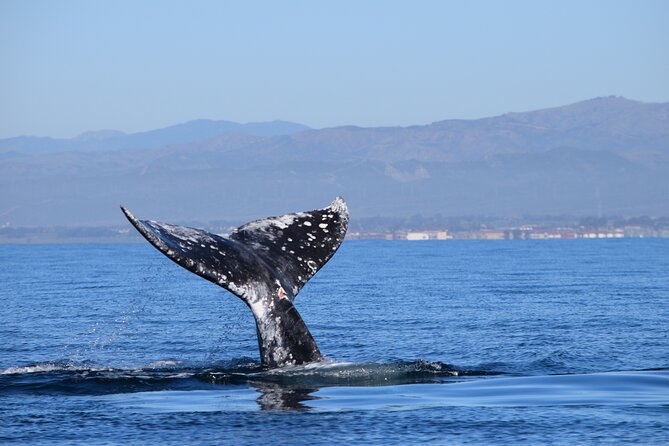 Up Close Dolphin & Whale Watching - Looking for whales, sea lions, and other species