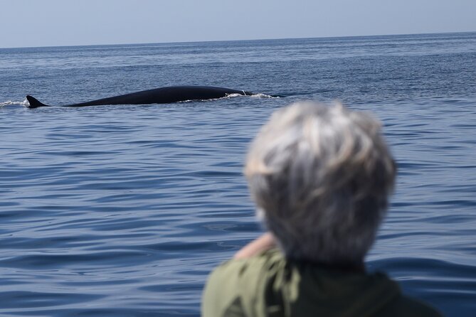 Up Close Dolphin & Whale Watching - Captains who make the difference