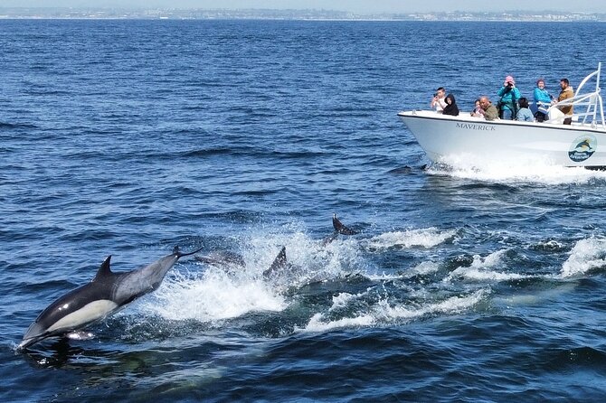 Up Close Dolphin & Whale Watching - What the two-hour outing feels like