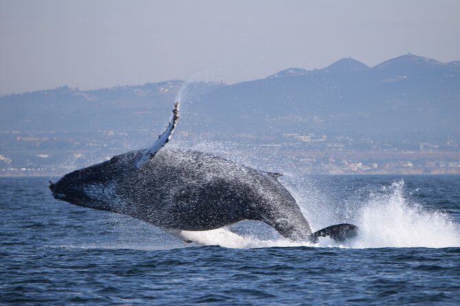 Up Close Dolphin & Whale Watching - Is $85 a fair price?