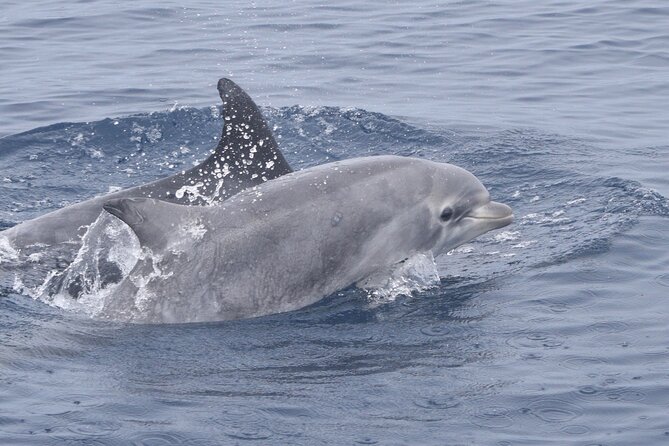 Up Close Dolphin & Whale Watching - Practical details for a smoother ride