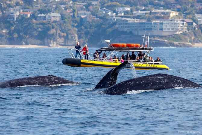 Up-Close Dolphin & Whale Watching Zodiac Adventure in Dana Point - Key points to know before booking