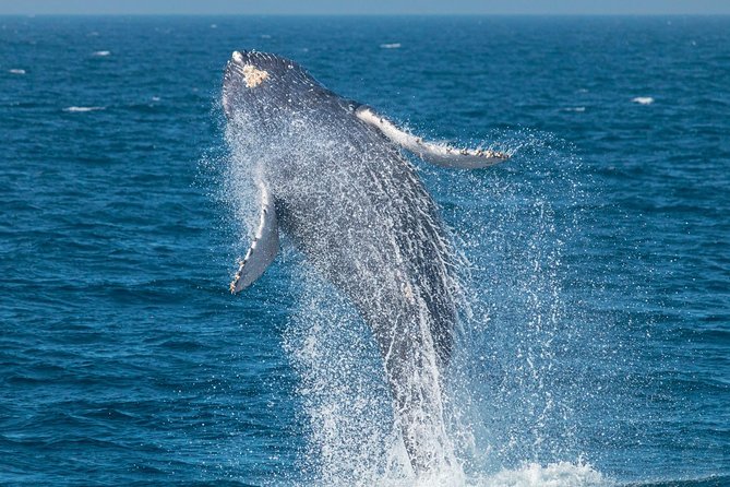 Up-Close Dolphin & Whale Watching Zodiac Adventure in Dana Point - Setting out from Dana Point Harbor