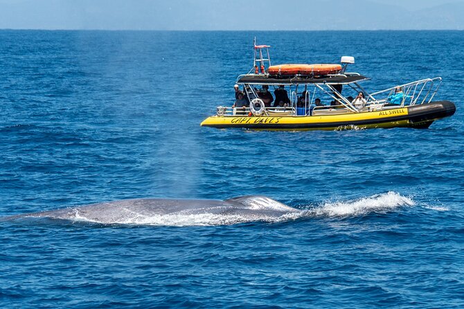 Up-Close Dolphin & Whale Watching Zodiac Adventure in Dana Point - What you may see through the seasons