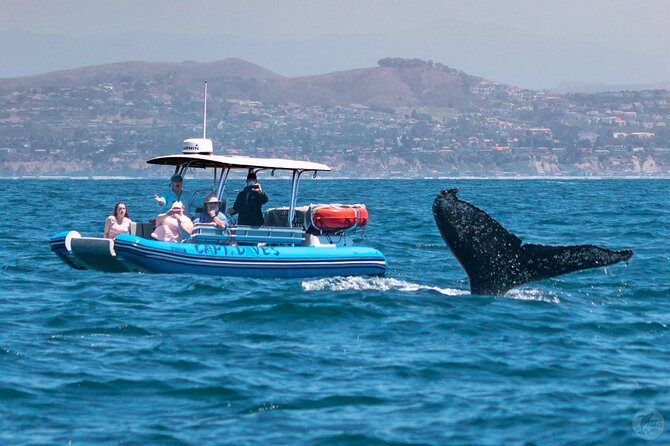 Up-Close Dolphin & Whale Watching Zodiac Adventure in Dana Point - The naturalist commentary adds meaning