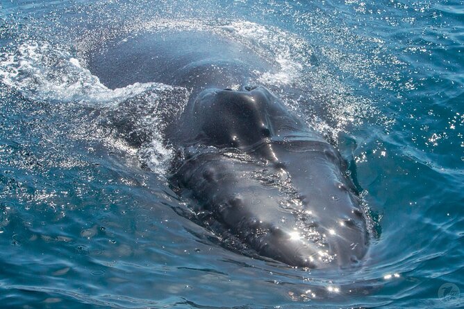 Up-Close Dolphin & Whale Watching Zodiac Adventure in Dana Point - Two hours on the water, from harbor to open sea