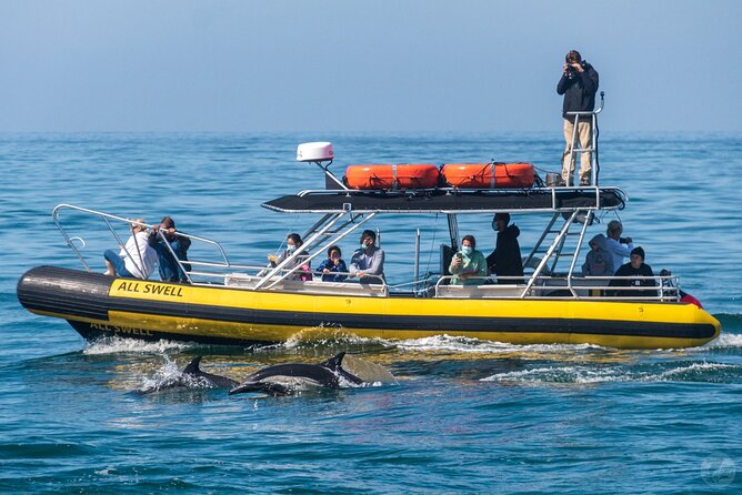 Up-Close Dolphin & Whale Watching Zodiac Adventure in Dana Point - What the praise gets right, and where expectations need adjusting