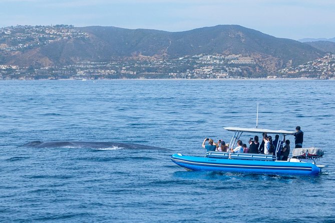 Up-Close Dolphin & Whale Watching Zodiac Adventure in Dana Point - Who will enjoy this Dana Point adventure?