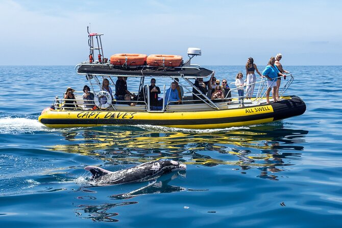 Up-Close Dolphin & Whale Watching Zodiac Adventure in Dana Point - The Zodiac ride: fast, close, and exposed