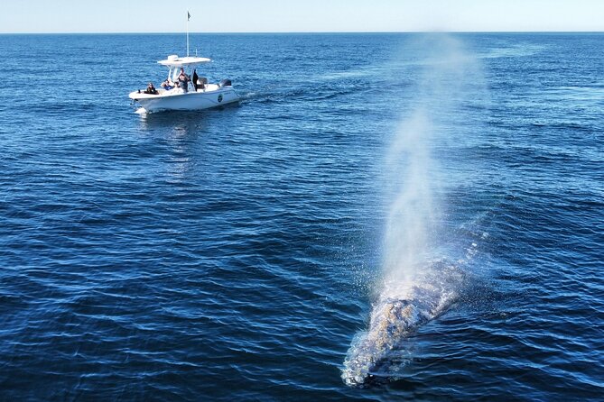 Up Close Dolphin & Whale Watching - A six-person boat changes the feel