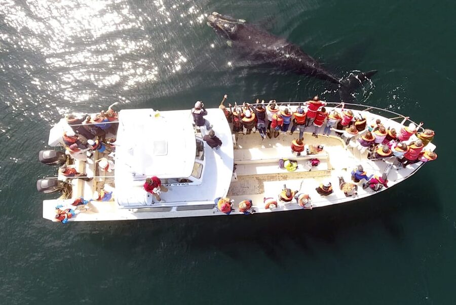 Valdes Peninsula: Full Day with Whale Watching - The early departure from Puerto Madryn
