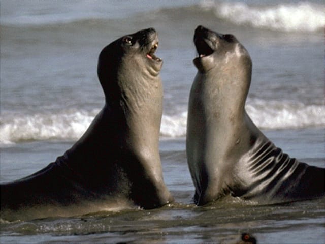 Valdes Peninsula: Full Day with Whale Watching - The southern peninsula, salt flats, and Caleta Valdés