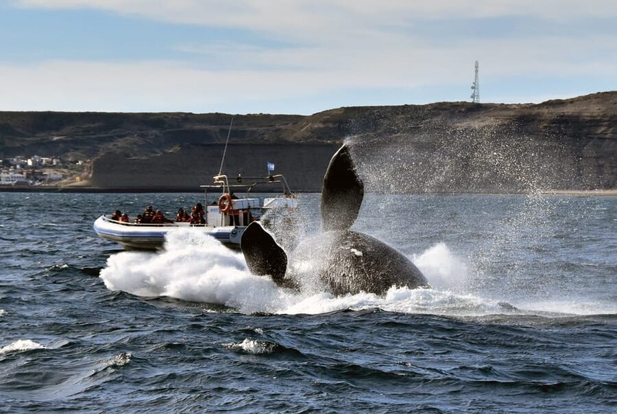 Valdes Peninsula: Full Day with Whale Watching - Punta Norte and changing wildlife plans