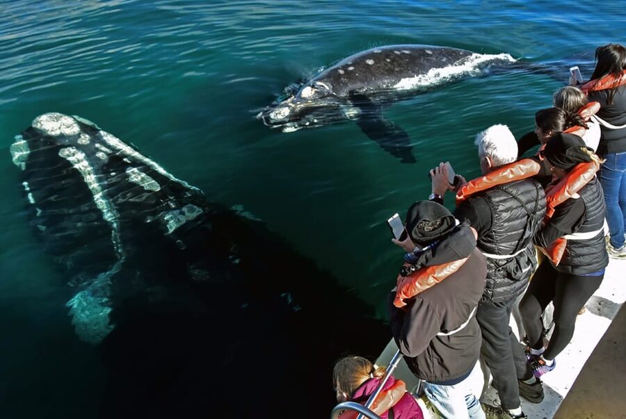 Valdes Peninsula: Full Day with Whale Watching - The Carlos Ameghino Interpretation Center