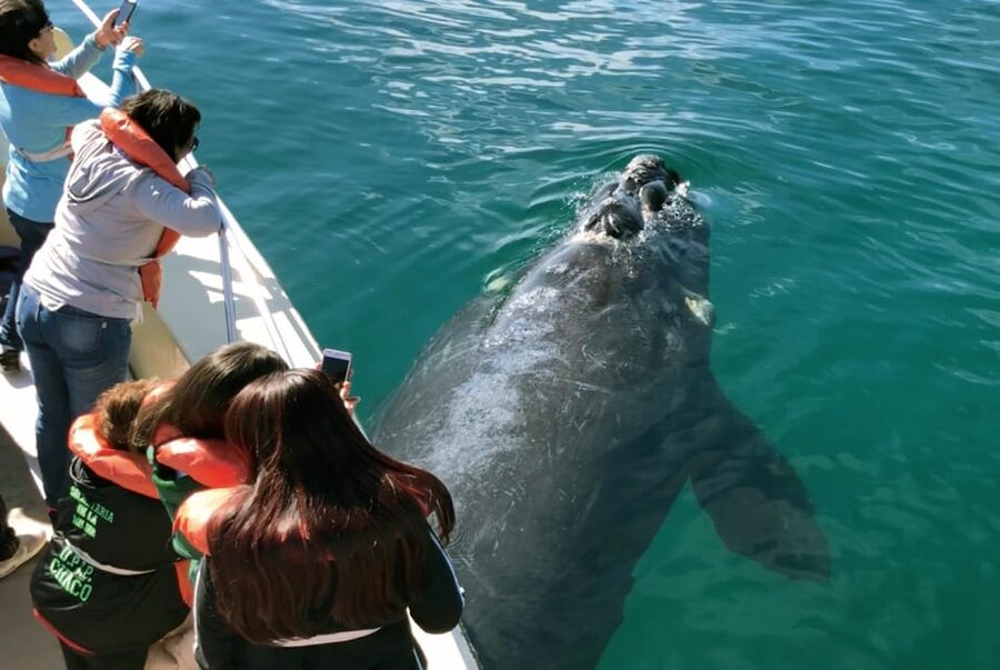 Valdes Peninsula: Full Day with Whale Watching - The animals you may see from the road