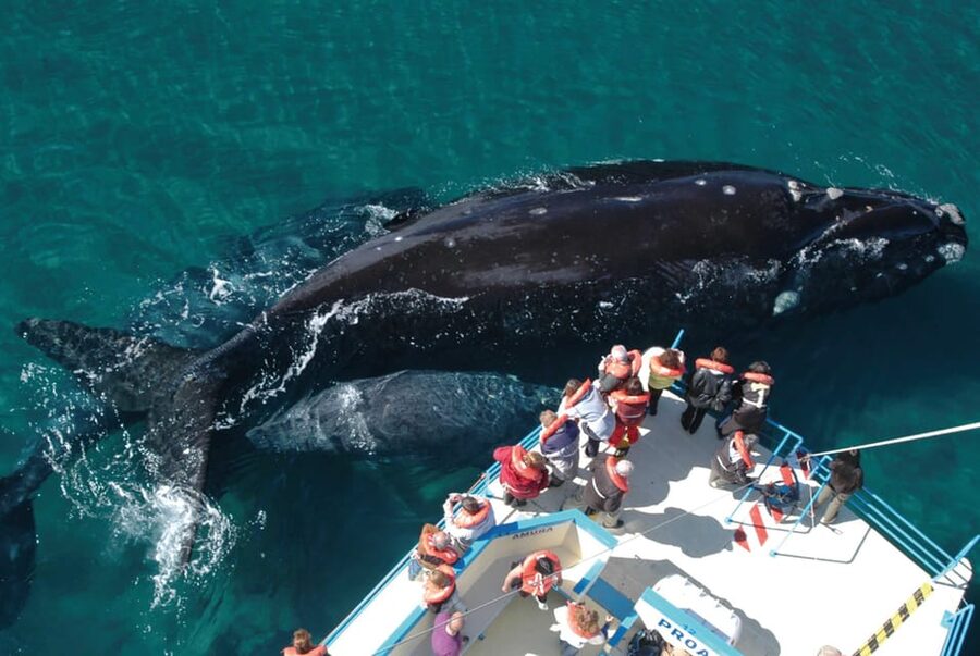 Valdes Peninsula: Full Day with Whale Watching - Puerto Pirámides and the first boat trip