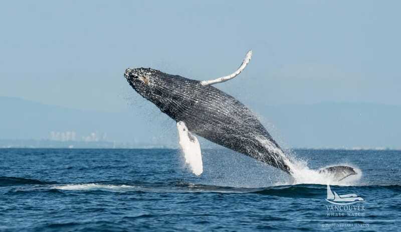 Vancouver, BC: Whale Watching Tour Small Zodiac with Guide - Searching for orcas and humpback whales