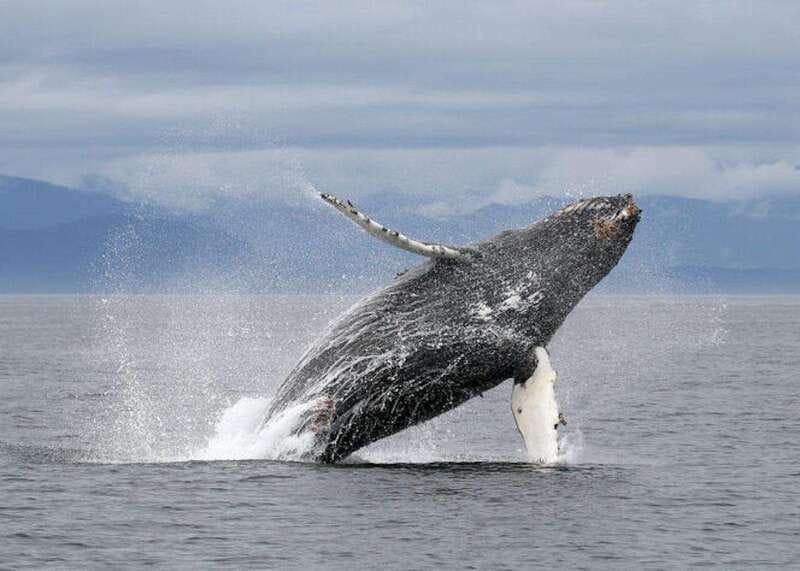 Vancouver, BC: Whale Watching Tour with Guide - Searching for humpbacks and orcas