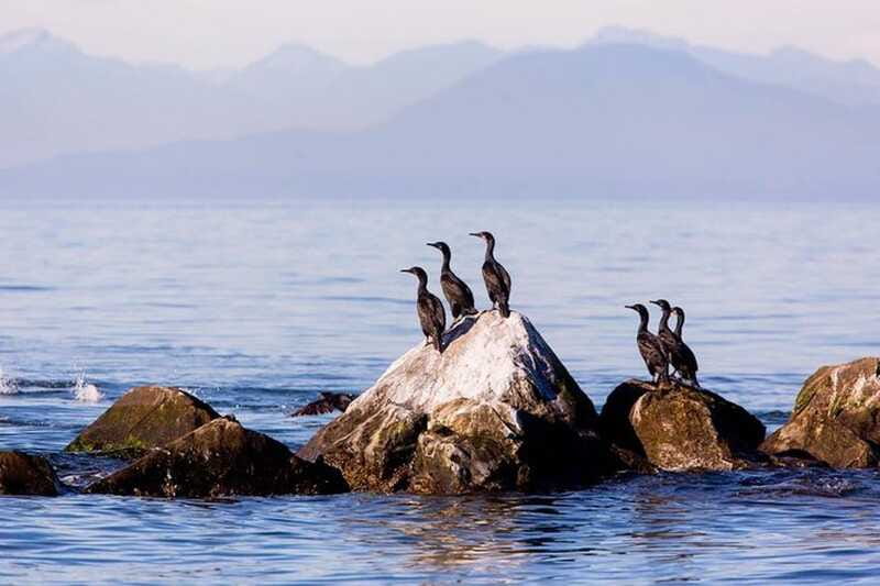 Vancouver, BC: Whale Watching Tour with Guide - What the guides add to the trip