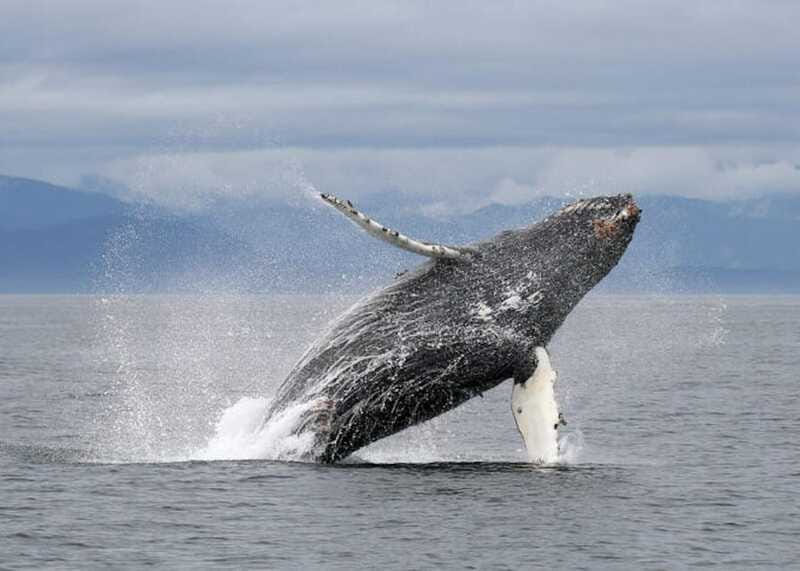 Vancouver, BC: Whale Watching Tour with Guide - Is $152 a fair price?