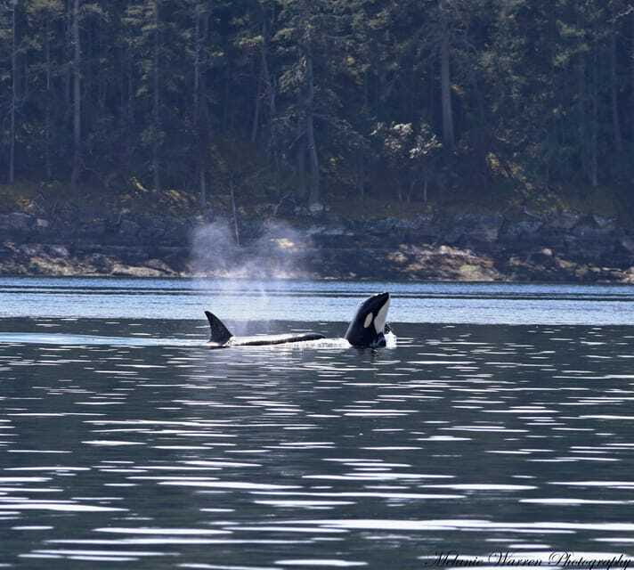 Vancouver, BC: Whale Watching Tour with Guide - Timing, weather, and what to pack
