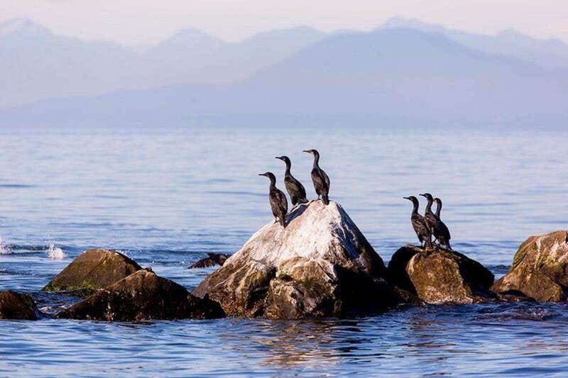 Vancouver, BC: Whale Watching Tour with Guide - A fast boat built for wildlife watching