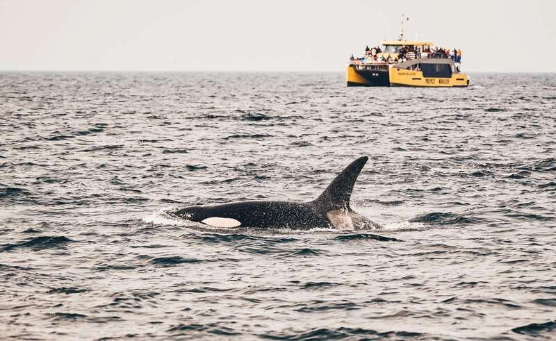 Vancouver: Covered Whale Watching Adventure with Free Photos - Key points before you book