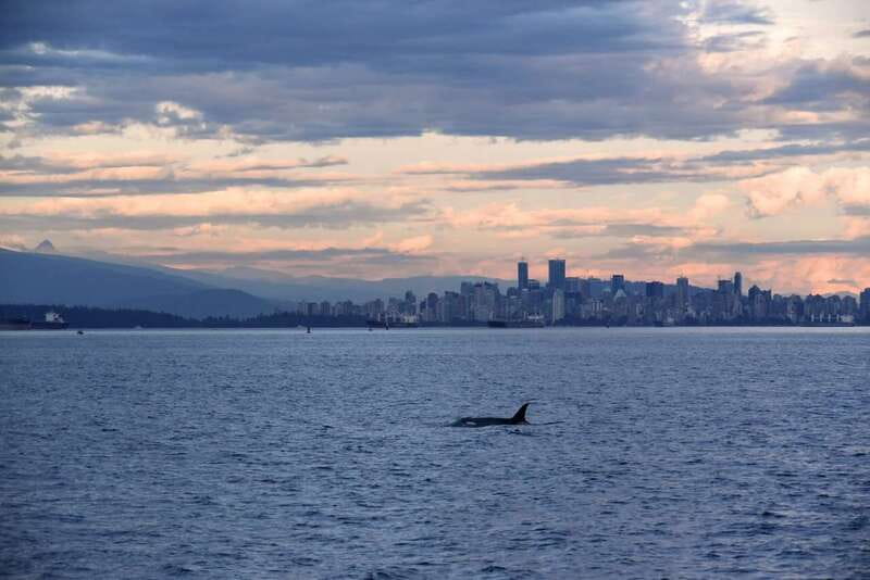 Vancouver: Covered Whale Watching Adventure with Free Photos - Three viewing areas and a heated cabin
