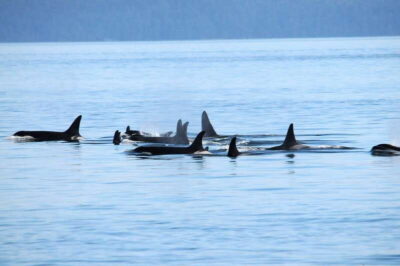 Vancouver: Covered Whale Watching Adventure with Free Photos