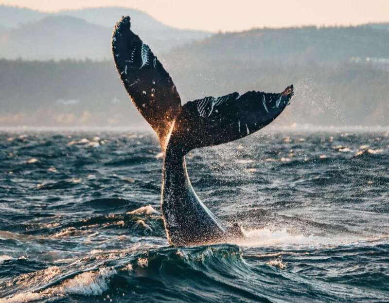Vancouver: Covered Whale Watching Adventure with Free Photos - The views are more than a backdrop
