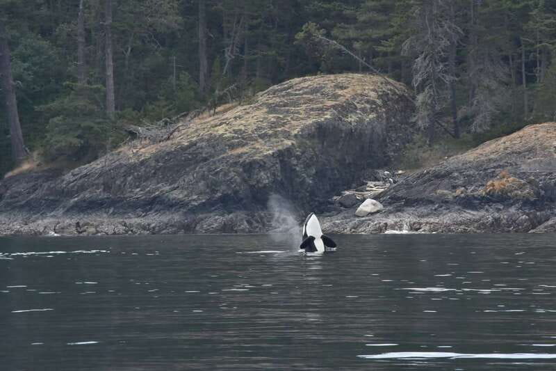 Vancouver: Covered Whale Watching Adventure with Free Photos - Respectful wildlife watching