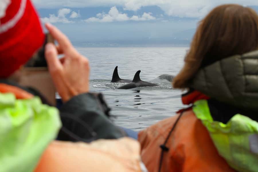 Vancouver: Day Trip to Victoria Seaplane with Whale Watching - Zodiac or covered boat: what the choice means