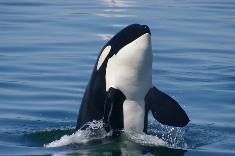 Vancouver: Day Trip to Victoria Seaplane with Whale Watching - The return flight and the value of the $520 price
