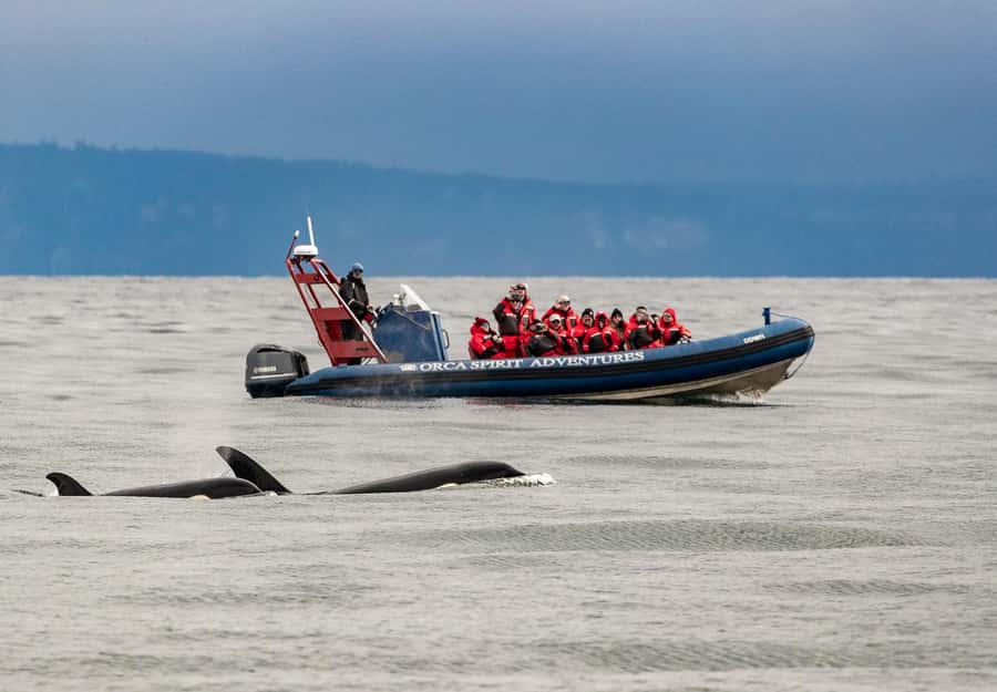 Vancouver: Day Trip to Victoria Seaplane with Whale Watching - Who should book this experience?
