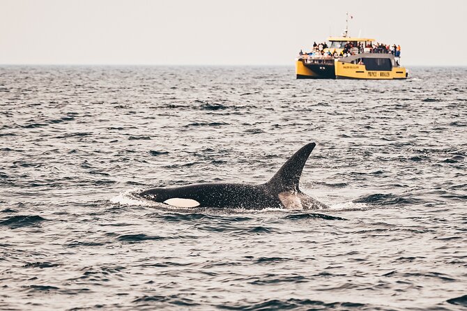 Vancouver Half-Day Whale Watching Adventure with Free Photos - Quick facts about this Vancouver whale-watching trip