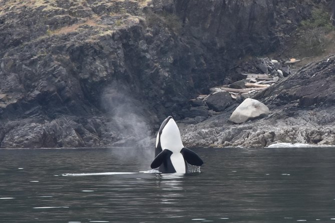 Vancouver Half-Day Whale Watching Adventure with Free Photos - Searching for whales, seals, and sea lions