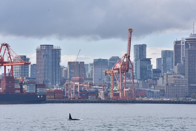 Vancouver Half-Day Whale Watching Adventure with Free Photos - Naturalists add meaning to every sighting