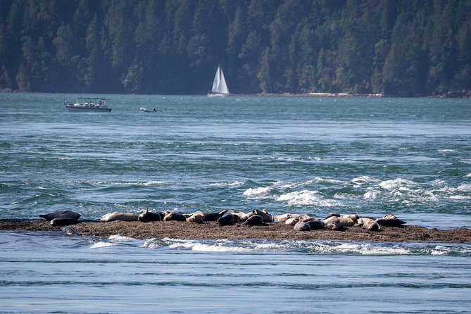 Vancouver Half-Day Whale Watching Adventure with Free Photos - What $193.58 means in practical value