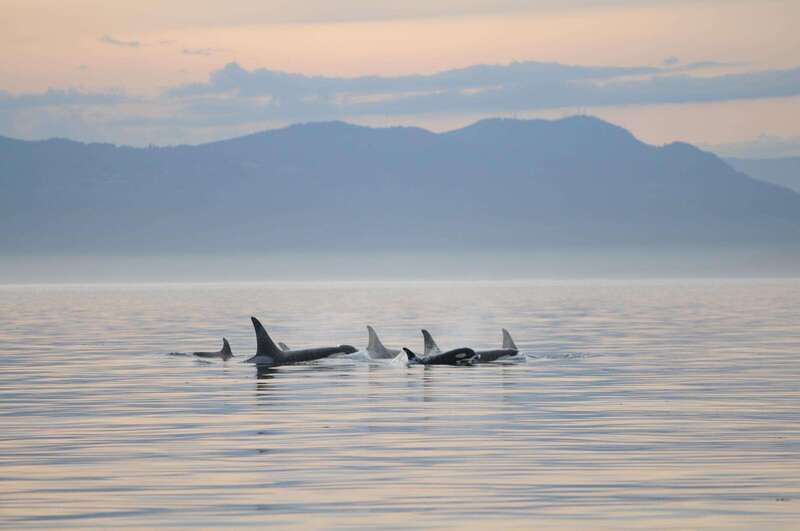 Vancouver Island: Cowichan Bay Sunset Whale Watching Tour - The Salish Sea wildlife search