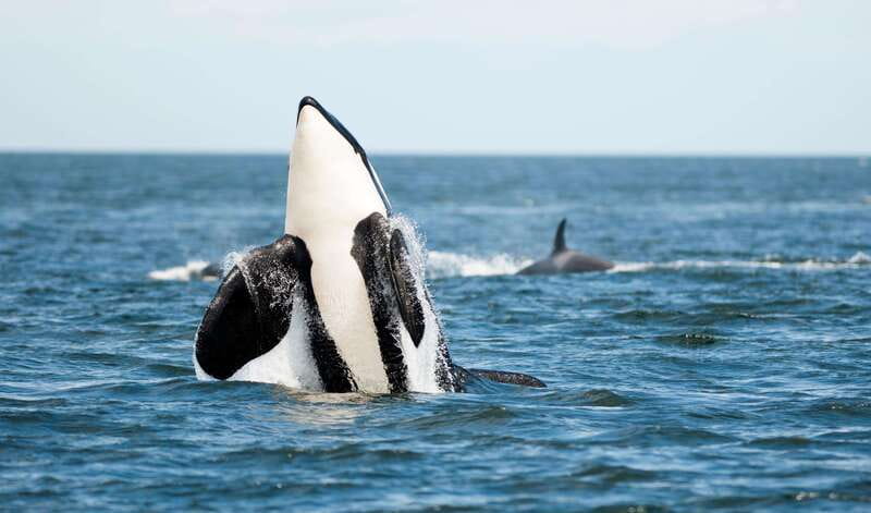 Vancouver Island: Cowichan Bay Sunset Whale Watching Tour - Why the guide matters on this trip
