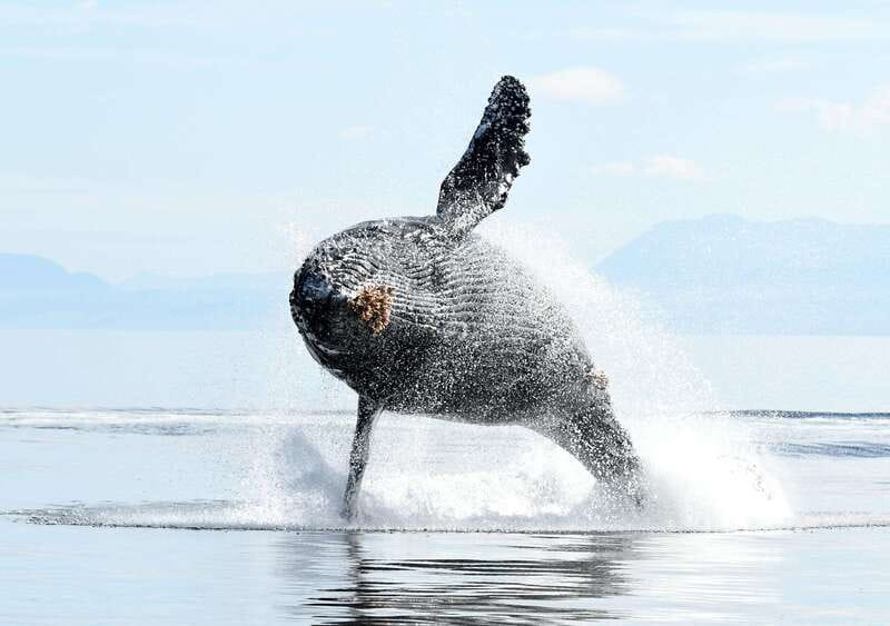 Vancouver Island: Cowichan Bay Sunset Whale Watching Tour - Sunset photography and the real pace of the cruise